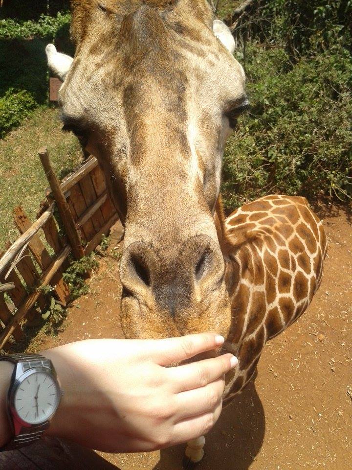 żyrafa Kenia